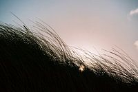 Helmgrass.