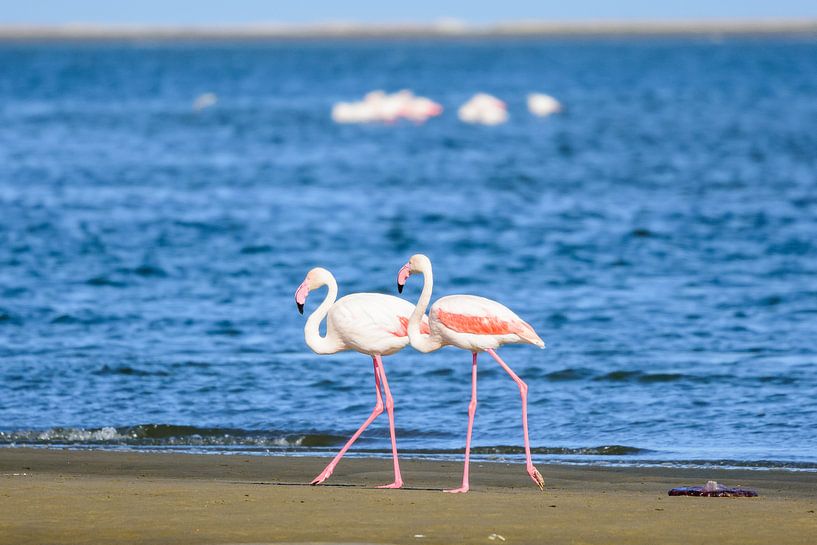 Flamingos in Walvisbay by Jurgen Hermse