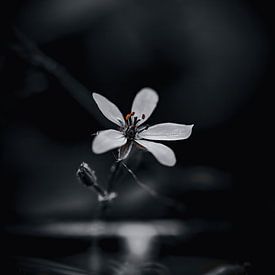 Pixel4ormer profielfoto