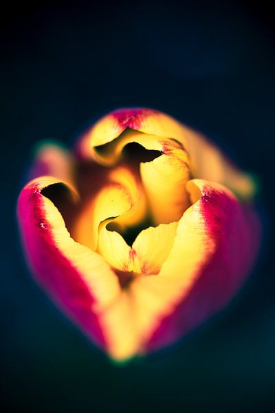 tulipe par Jo Van Herck