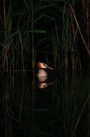 Luminous grebe in dark reedbed.