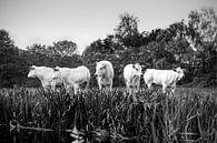 Vijf koeien op een rijtje in zwart-wit van Evelien Oerlemans thumbnail
