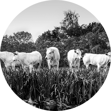 Vijf koeien op een rijtje in zwart-wit van Evelien Oerlemans