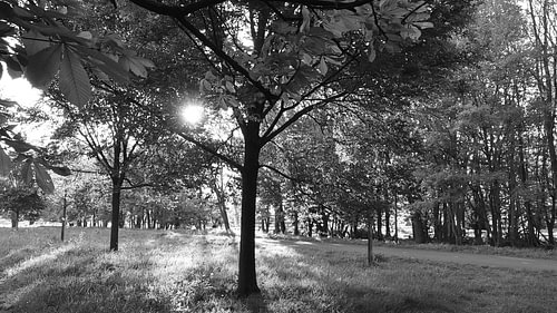 La beauté de la lumière du soleil