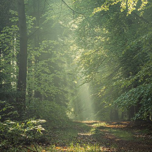 Scène de brouillard (2)