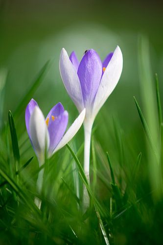 Purple crocuses in spring