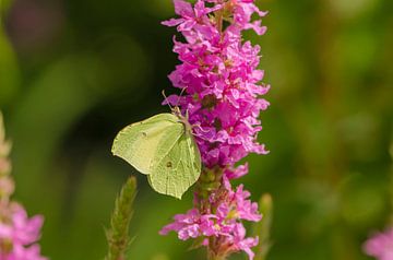 Zitronenschmetterling von Ans Bastiaanssen