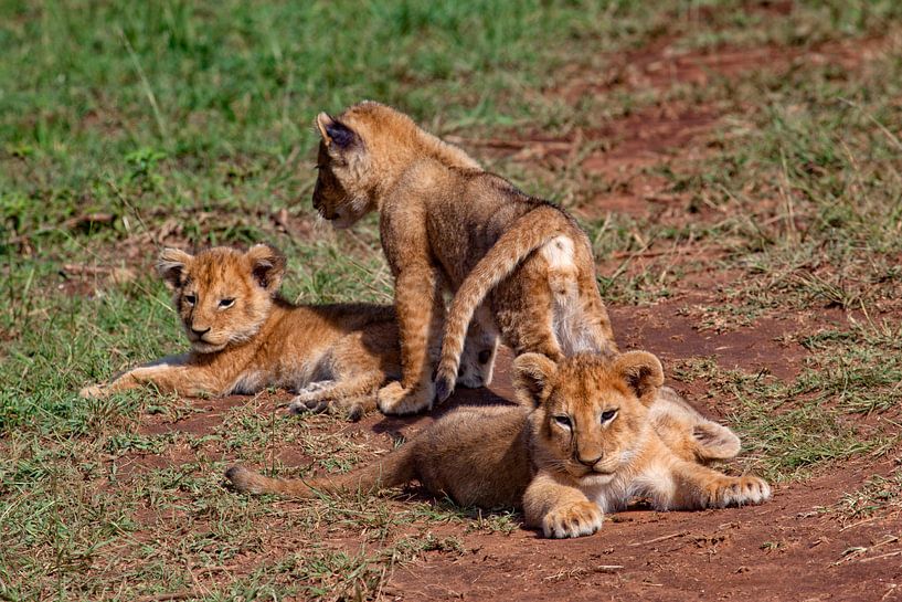 young Lions by Peter Michel