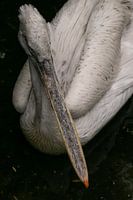 Pelican