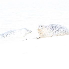 Seals on Düne - 3 by Danny Budts