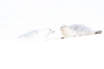 Seals on Düne - 3 by Danny Budts
