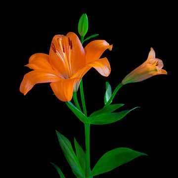 orange lily