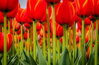 De Tulp by Grietje Houkema thumbnail