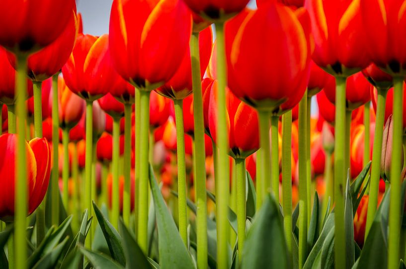 De Tulp by Grietje Houkema