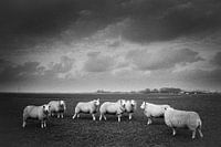 sheep
