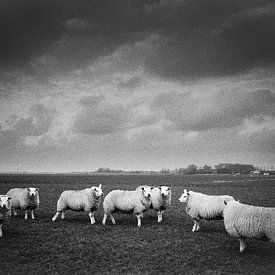 Schafe von Mark Baltus