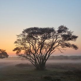 Zonsopkomst op de heide van Ad Jekel