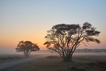 Sonnenaufgang auf der Heide von Ad Jekel