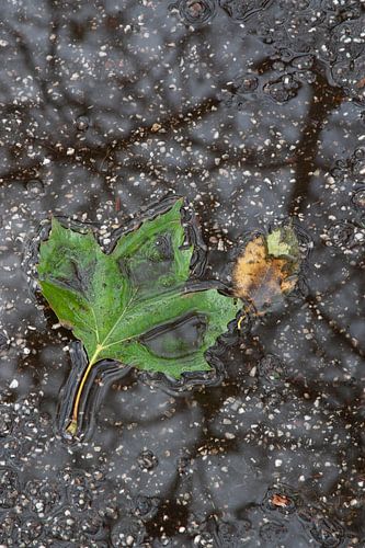 Platanenblad in een plas water met reflectie van kale takken