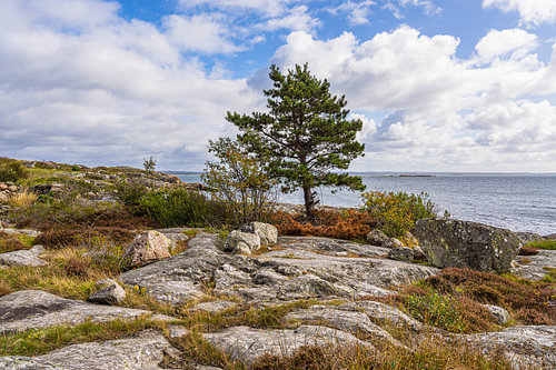 Felsen und Baum an der Küste der Insel Donsö nahe Göteborg