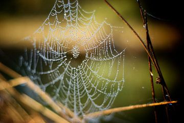 spinnenweb by Eveline Lenderink