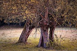 Einheit der Drei von Rob Boon