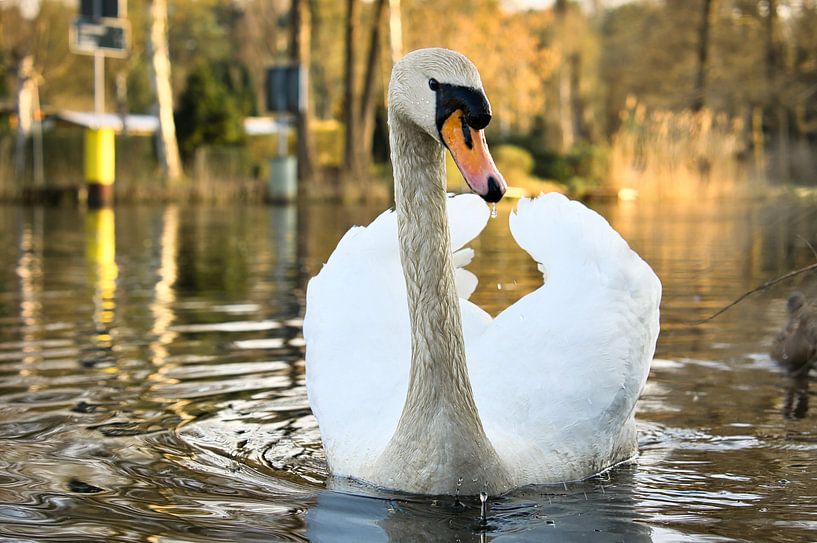 White swan, mute swan, on the water. by Martin Köbsch