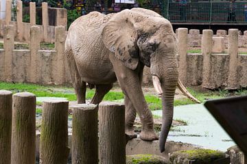 Olifant van didier de borle