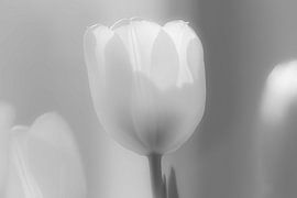 Tulip by Mario Creanza