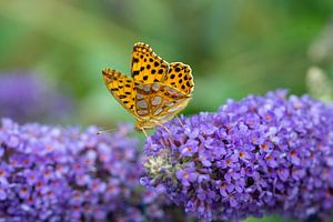 Kleiner Perlmuttfalter auf einem Sommerflieder