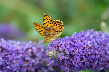 Kleine parelmoervlinder op een zomerlila van Animaflora PicsStock