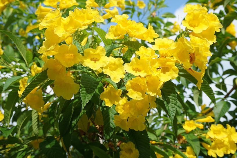 zomer bloemen by Bart Cornelis de Groot