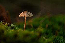 A miniature monument by Sander van der Veen