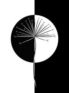Berce du Caucase / pissenlit - noir et blanc