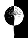 Hogweed / dandelion - black and white by Studio Malabar thumbnail