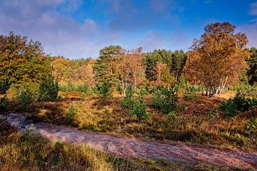 Brunssummerheide von Rob Boon