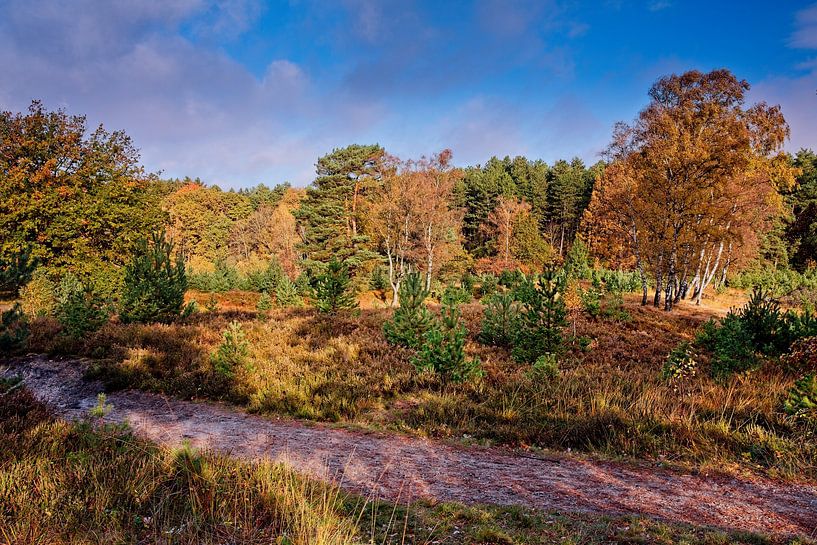 Brunssummerheide von Rob Boon