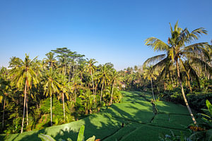 Rijstterras in de zomer, Bali, Indonesië