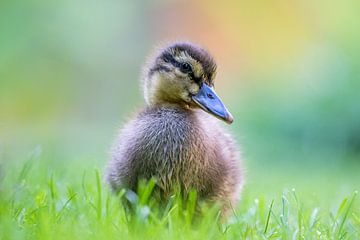 Portrait of a young duck. by Luuk Belgers