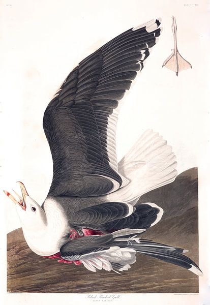 Goéland Marin par Birds of America
