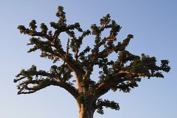Baobab van Mr Greybeard