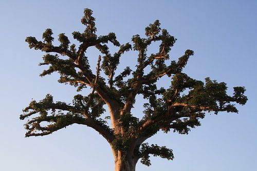 Baobab