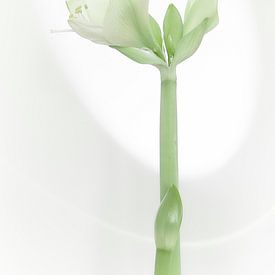 Amaryllis van Ad Jekel