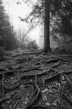 Nature's Depth: Roots and Misty Forest Landscape by Hevonax Photography