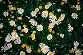 Wild true camomile by Michelle Tober