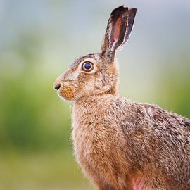 Hare in the polder by Pim Leijen