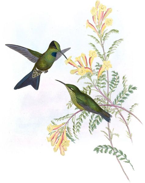 Jameson’s Brilliant, John Gould by Hummingbirds