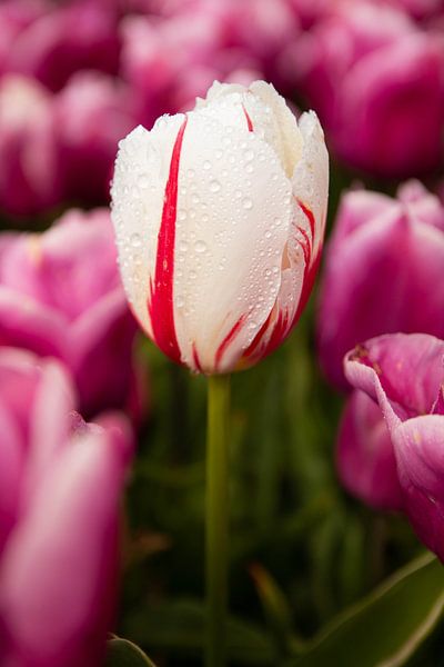 Tulp met druppeltjes van Joyce den Hollander