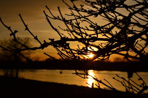 Coucher de soleil à travers les branches sur la Meuse