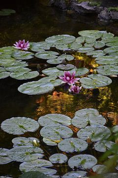 Waterlelies in een vijver van Claude Laprise